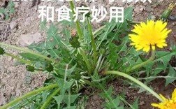 蒲公英品种究竟有多少？