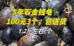 20414金钱龟价格为何这么高？