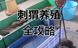 大刺猬养殖技术视频有哪些关键要点？