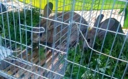 CCTv7野兔养殖技术有哪些要点？