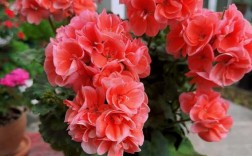 想养高大型天竺葵？哪些品种个子高、适合盆栽或地栽？