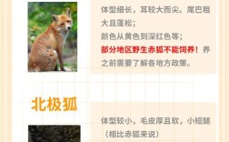 狐狸有哪些品种？附精美图片欣赏。