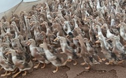 北方适合养哪些蛋鸭品种？