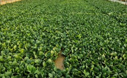 冬季大白菜如何高产种植？