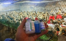 小鸡饲料养殖技术视频怎么学才有效？