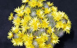 河南仙人球品种究竟有多少？