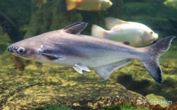 养殖淡水鲨鱼技术要求