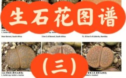 生石花究竟有多少个品种？