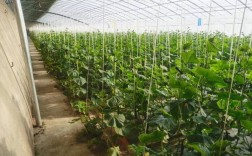 冬季黄瓜怎么种？视频教你关键技术！