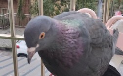 哪些鸽子品种繁殖速度最快？