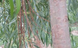 2025年金蝉养殖技术有何新突破？