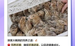 东北珍禽养殖有哪些热门品种？