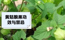 黄姑娘果种植技术有哪些关键要点？