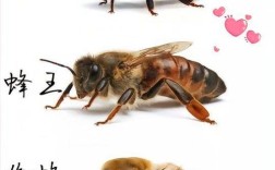 中国高产蜜蜂品种介绍
