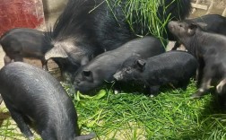 黑猪养殖哪个品种最贵？