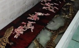 鳄鱼养殖技术哪里学？