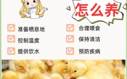 买小蛋鸭养，怎么挑品种？