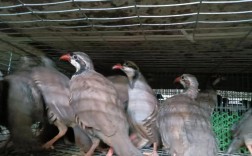 鹧鸪养殖技术与市场行情如何？