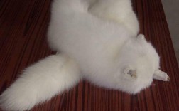 狐狸皮貉子皮最新价格多少？