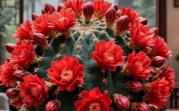 开花仙人球常见品种有哪些？