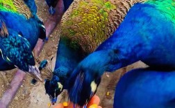 孔雀养殖技术视频有哪些关键点？