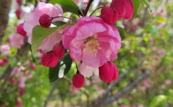 北美海棠哪个品种更值得种植？