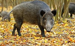 中国哪里的野猪品种最好？