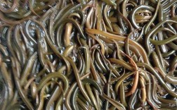 仙桃鳝鱼养殖技术能人有何秘诀？