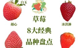 哪些草莓品种品质最优？