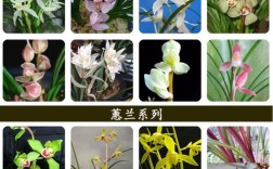 如何快速识别兰花品种？