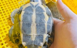 2025安南龟种龟价格会涨还是跌？