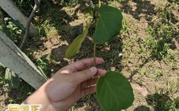 猕猴桃栽培管理有哪些关键技术？