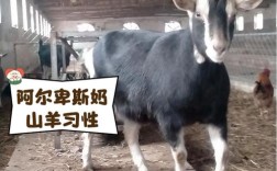 羊中哪个品种长得最大？