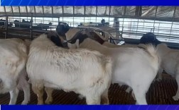 浙江省养羊那个品种好