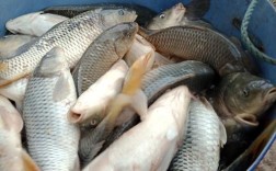 夏花草鱼养殖技术视频，如何高效培育？