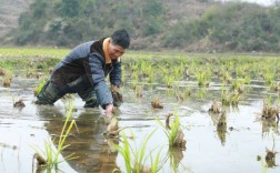 高产茭白种植技术视频