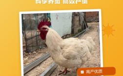 高产蛋鸡品种有哪些？