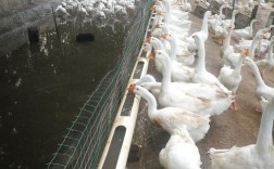 商丘鹅苗批发价现在多少？