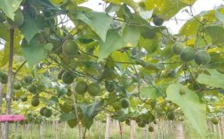 罗汉果栽培技术视频有哪些关键要点？