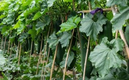 冬瓜高产栽培技术有哪些关键点？