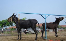 中国哪里的驴品种最好？