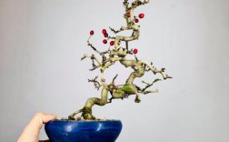 盆栽山楂品种怎么选？