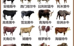 牛的品种与图片大全