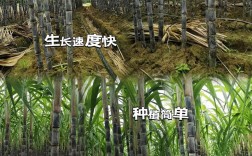 甘蔗甘蔗怎么种？管理技术有哪些关键点？