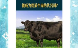 安格斯牛有哪些品种和用途？