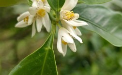 冬季金桔花养殖技术要点有哪些？