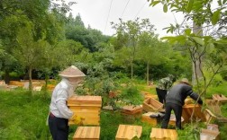 密蜂养殖技术视频有哪些？