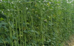 豆角高产种植技术有哪些关键点？