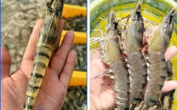 斑节对虾海水养殖技术关键要点有哪些？