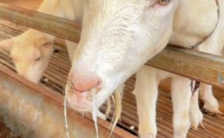 每日农经养羊技术视频，养羊关键技术有哪些？